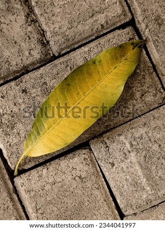 Taking a photo of a mango leaf transitioning from yellow to shades of green