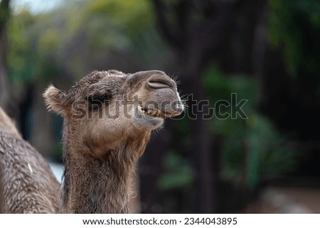 close up of a camel Royalty-Free Stock Photo #2344043895