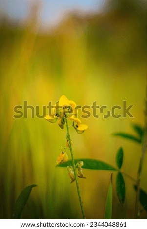 Yellowish flower in a background of yellow grass