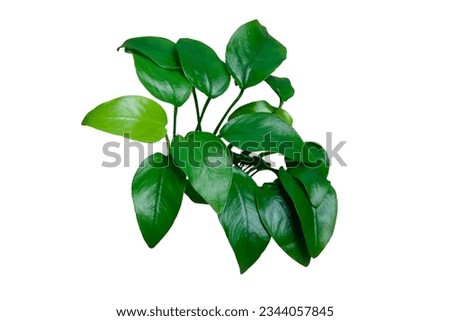 Exotic Green Leaves Anubias Nana Golden aquarium plant isolated on white background, clipping path included