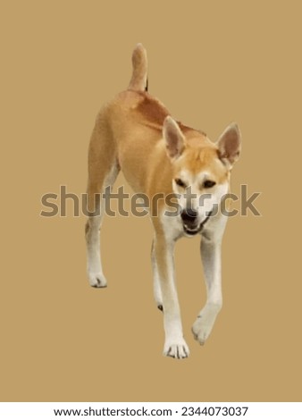 Thai native dog breed and background