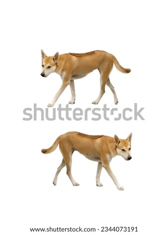 Thai native dog breed and background