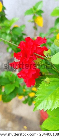 Hibiscus Flower in daylight.In this photo a mesmerizing hibiscus flower blooms in all its glory. Its vibrant petals in shades of red or pink grab attention while its delicate pistil and stamen add a t