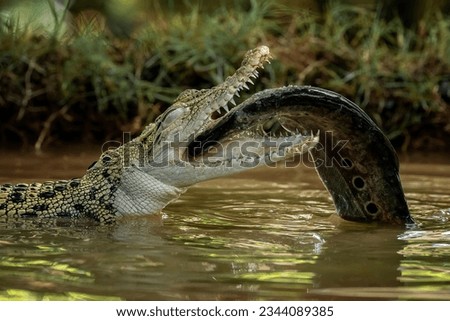 The Saltwater Crocodile (Crocodylus porosus) - from South East Asia is one of the largest living crocodile in the world. It is eating a fish as its prey. Royalty-Free Stock Photo #2344089385