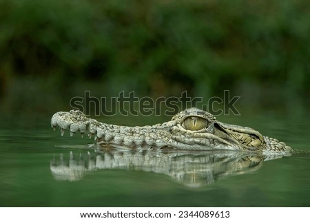 The Saltwater Crocodile (Crocodylus porosus) in the river on Borneo island, Indonesia. The species is one of the largest living crocodile in the world.  Royalty-Free Stock Photo #2344089613