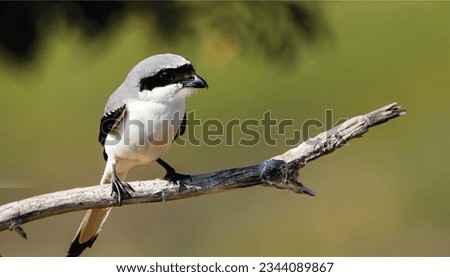 
The bird in the image is a shrike, and the most likely species is the great grey shrike. Other possible species include the lesser grey shrike, grey-backed fiscal, Iberian grey shrike, Royalty-Free Stock Photo #2344089867