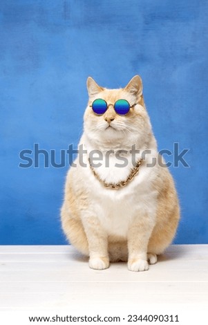 Fat cat in colored glasses and a gold chain around his neck looking up