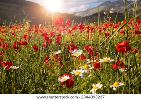 Wild flowers in a summer meadow
