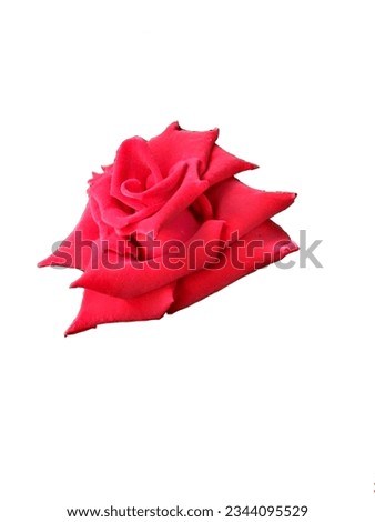 Graphics rose, red rose. Flower arrangement, clip art. Presentation drops flowers. Pictures are for reference