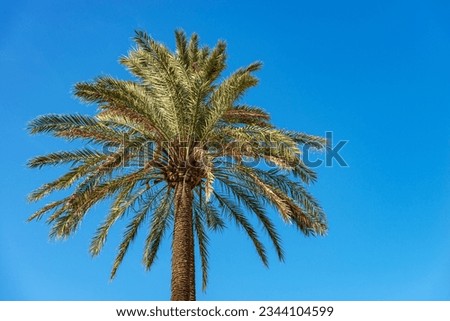 Close-up of two palm trees with green leaves against a clear blue sky and copy space. Cinque Terre,  La Spezia, Liguria, Italy, southern Europe.