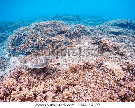Beautiful Coral Reef, Hawksbill turtle with Diver, AMA Beach, ZAMAMI Beach,
