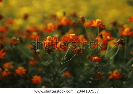Field of cosmos flower. Colorful cosmos flowers in the field. cosmos flowers in the garden.