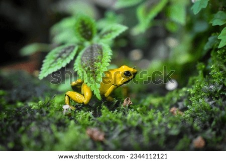 A golden poison frog, also known as the golden dart frog or golden poison arrow frog, is a poison dart frog endemic to the rain forests of Colombia Royalty-Free Stock Photo #2344112121