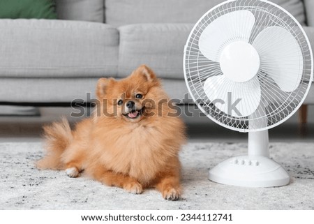 Cute Pomeranian spitz with electric fan lying on carpet in living room