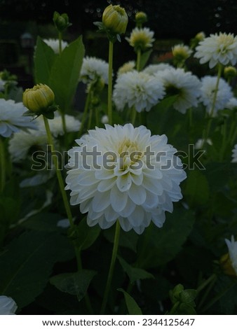 Dahlia Snowcap in Flowering Stage Royalty-Free Stock Photo #2344125647