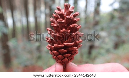 I was playing on a mountain located in Bandung, West Java in Indonesia and managed to find fruit from a pine tree, I tried to take a picture of it and it was very beautiful