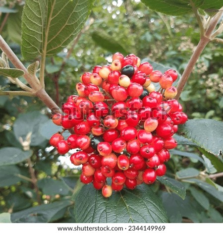 Wayfaring tree Viburnum lantana  red berries  fruits. Flower with red berries  Royalty-Free Stock Photo #2344149969