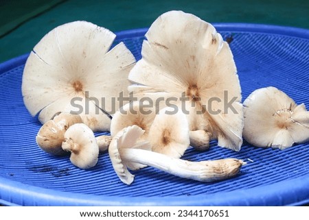mushroom isolated on the blue basket, for cooking.