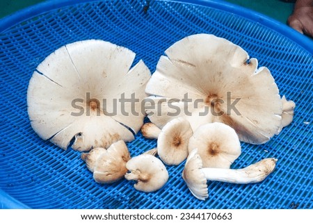 mushroom isolated on the blue basket, for cooking.