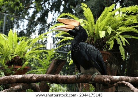 Photo of a hornbill nestling on a piece of wood