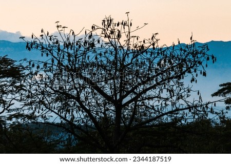 The Silhouette of black tree branches against the sunset sky.