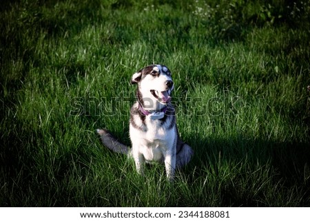A black and white Husky mix sitting on a green meadow in the countryside in Latvia. Summer evening in nature.