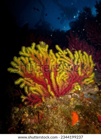 nudibranchial, nudibranquio, coral, sea, fish, sea animals, ocean, opistobranquios, nudibranchia