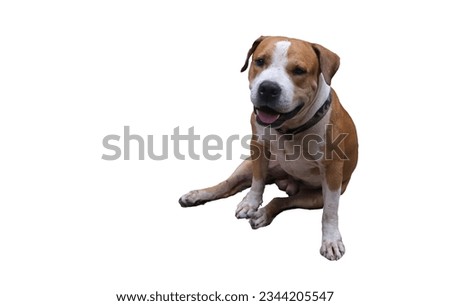 Happy brown and white Pitbull Bully rescue dog, isolated picture