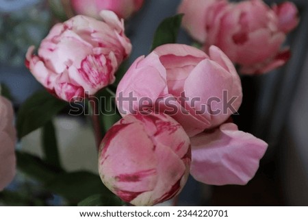 Bouquet of pink peonies, close up.