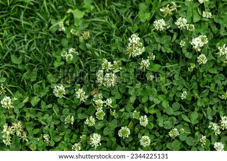 Top view lawn with clover and green grass. White clover (Trifolium repens) flowers. Nature background. 