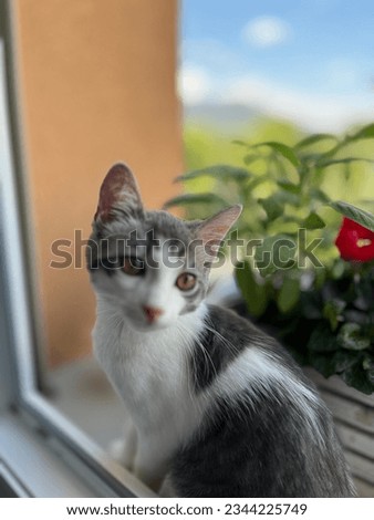 Sweet cat kitten in the window