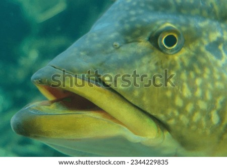 Close up of a big fish 
