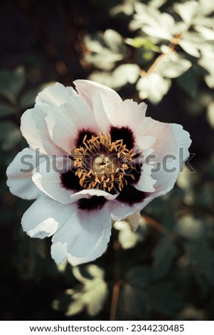 Peony flower closeup - summer botanical background