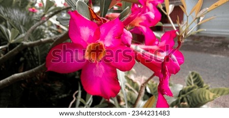 gorgeous pink frangipani flowers blossomed with grass
