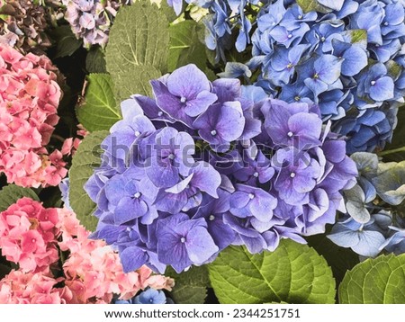 Lilac, pink and blue inflorescences of large-leaved hydrangea close-up. Selective focus.