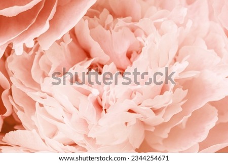 Peach color flower peony petals, close up macro nature background. Beautiful Holiday bloom backdrop. Cream pink flowers top view, floral desktop wallpaper, soft focus, pastel colored still life, sunny
