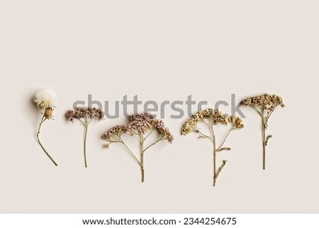 Autumn, fall concept. Minimal aesthetic autumn top view with dry flowers on pastel beige background, nature autumnal decor, floral still life, minimal trend flat lay pattern of natural forest flowers