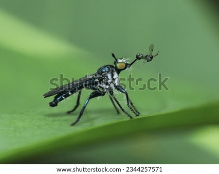 a tiny robber fly is poking its prey