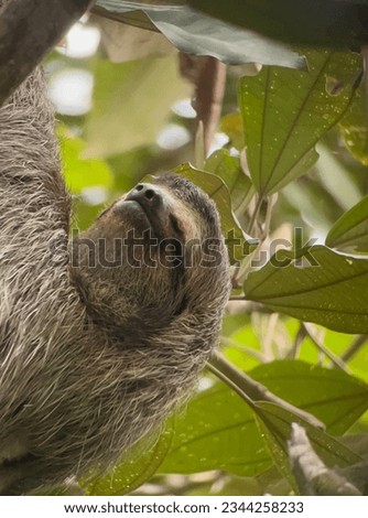 Sloth Picture from Costa Rica 