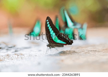 Butterfly Park of Prang Sida, Sa Kaeo Province Thailand