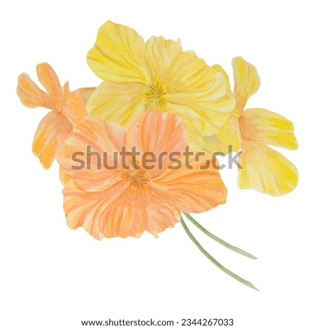 Orange Nasturtium watercolor illustration. Hand drawn botanical painting, floral sketch. Colorful flower clipart for summer or autumn design of wedding invitation, prints, sublimation, textile