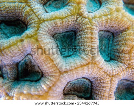 Knob LPS coral - (Favites rotundata), undersea macro photography  Royalty-Free Stock Photo #2344269945