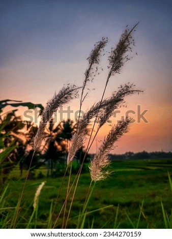 One afternoon before Maghrib, I captured the flowers in the rice fields  Royalty-Free Stock Photo #2344270159