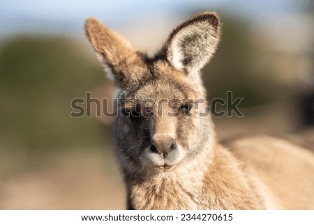 close up of a Beautiful kangaroo in the nsw Australian bush. Australian native wildlife in a national park in Australia. 