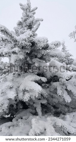 Beautiful conifer tree covered with frost in winter