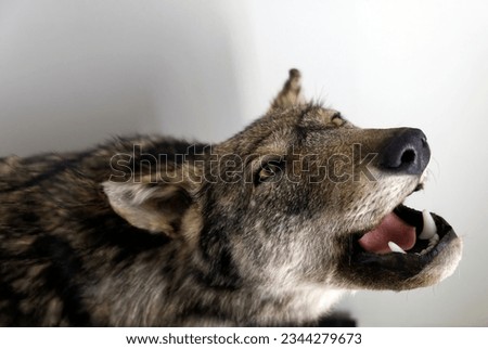 Portrait of an European grey wolf -Canis lupus lupus- isolated. High quality photo