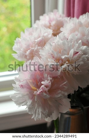 Photo of different summer flowers. Blooming flowers in the garden.