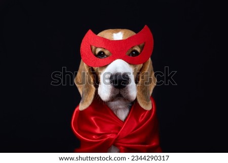 A beagle dog in a superhero costume: in a red mask and cape for a carnival party or Halloween on a black isolated background.