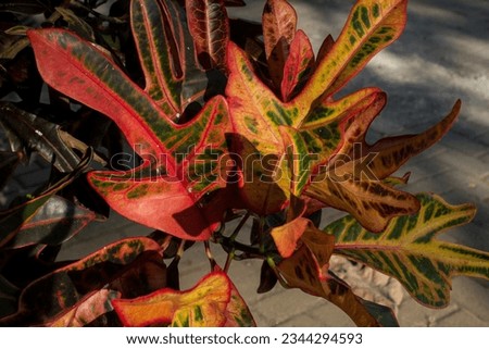 Photo of puring leaves (Codiaeum variegatum)