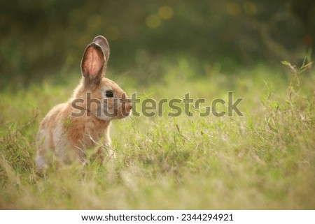 Adult rabbit in green field in spring. Lovely bunny has fun in fresh garden. Adorable rabbit plays and is relax in nature green grass. Royalty-Free Stock Photo #2344294921